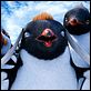 Happy Feet 2 (3D) : photo George Miller