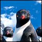 Happy Feet 2 (3D) : photo George Miller