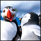 Happy Feet 2 (3D) : photo George Miller