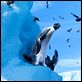 Happy Feet 2 (3D) : photo George Miller