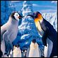 Happy Feet 2 (3D) : photo George Miller