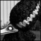 Frankenweenie : photo Tim Burton