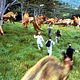 Photo - FILM - Jurassic Park III : 29291
