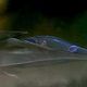 Stealth: La amenaza invisible : photo Rob Cohen