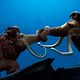 Photo Christophe L - FILM - L'Age de glace 2 : 60180