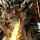 Dragonheart (Corazón de Dragón) : photo Rob Cohen
