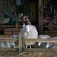 Photo Christophe L - FILM - Le Petit monde de Charlotte : 60132