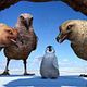 Happy Feet: rompiendo el hielo : photo George Miller