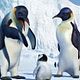 Happy Feet: rompiendo el hielo : photo George Miller