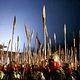 La maldición de la flor dorada : photo Zhang Yimou
