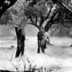 Photo Christophe L - FILM - Le Loup-Garou : 682