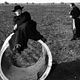 Almas sin conciencia : photo Broderick Crawford, Federico Fellini, Richard Basehart