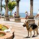 Un chihuahua en Beverly Hills : photo Raja Gosnell