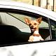 Un chihuahua en Beverly Hills : photo Raja Gosnell