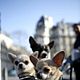 Foto - FILM - Beverly Hills Chihuahua : 127951