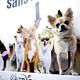 Foto - FILM - Beverly Hills Chihuahua : 127951