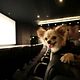 Foto - FILM - Beverly Hills Chihuahua : 127951