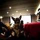 Foto - FILM - Beverly Hills Chihuahua : 127951