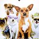 Un chihuahua en Beverly Hills