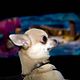 Un chihuahua en Beverly Hills : photo Raja Gosnell