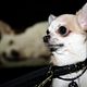 Foto - FILM - Beverly Hills Chihuahua : 127951