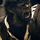 Photo - FILM - The Wolfman : 110815