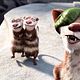 Foto - FILM - Ice Age 3: el amanecer de los dinosaurios : 126112