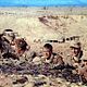 Photo Christophe L - FILM - Tobruk : 43034