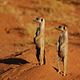 The Meerkats