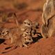 The Meerkats
