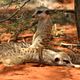 The Meerkats