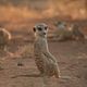 The Meerkats : photo