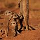 The Meerkats : photo