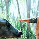 Foto - FILM - Crocodile Dundee : 36419