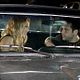 Foto - FILM - My Best Friend's Girl : 129167