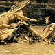 Ong Bak 2 : photo Tony Jaa