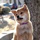 Foto - FILM - Siempre a tu lado. Hachiko : 128959