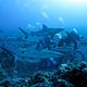OceanWorld 3D