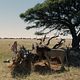 Viaje mágico a África