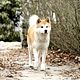 Foto - FILM - Siempre a tu lado. Hachiko : 128959