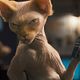 Foto - FILM - Comme chiens et chats 2 : 42753