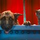 <b>Brad Peyton, Kevin Lima</b> Foto : Como perros y gatos: La revancha de Kitty Galore