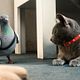 <b>Brad Peyton, Kevin Lima</b> Foto : Como perros y gatos: La revancha de Kitty Galore