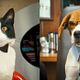 Como perros y gatos: La revancha de Kitty Galore : photo Brad Peyton, Kevin Lima