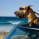 Marmaduke