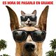 Marmaduke