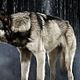 Riese: Kingdom Falling : photo
