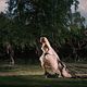<b>Lars von Trier</b> Foto : Melancholia