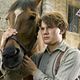 War Horse (Caballo de batalla) : photo