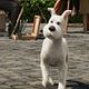 <b>Las aventuras de Tintín: El secreto del unicornio 3D</b> Foto 